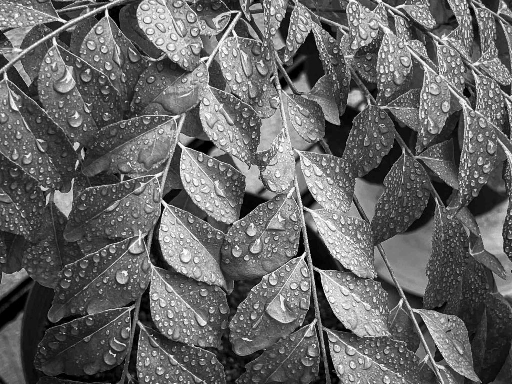 Curry leaves soaked in rain