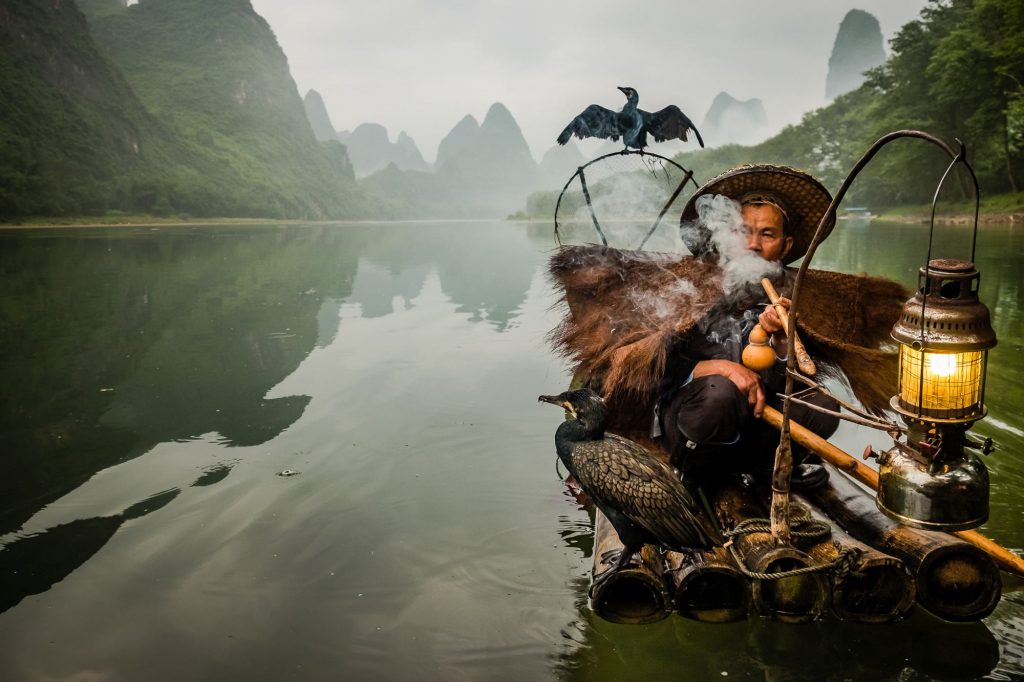 Cormorant fishing is a traditional fishing method in which fishermen use trained cormorants to fish in rivers. An aged fisherman along with his pet birds is seen as he smokes near the shore of Li river.